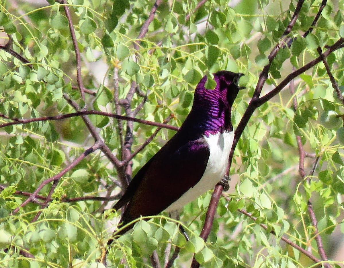 Violet-backed Starling