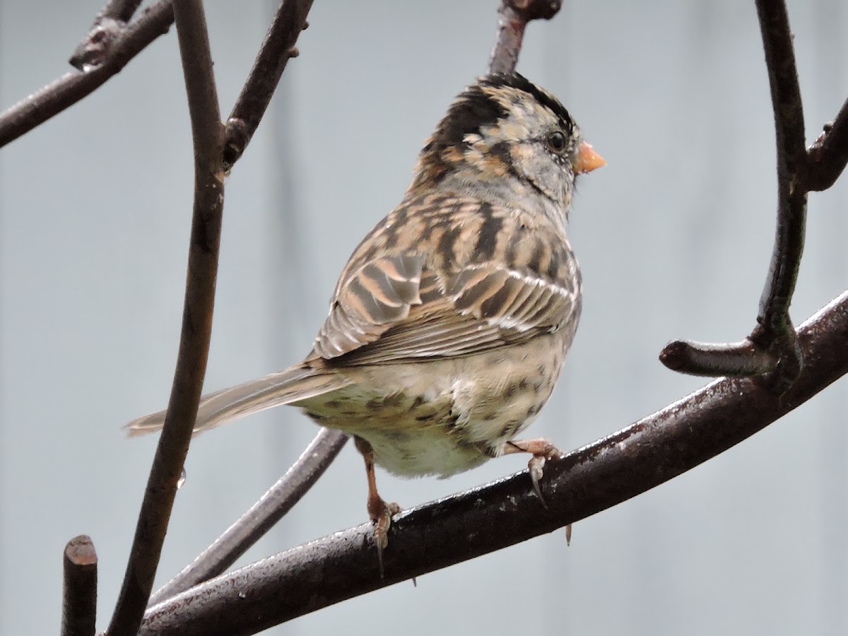 Harris's Sparrow