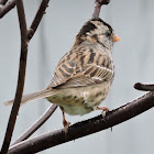 Harris's Sparrow