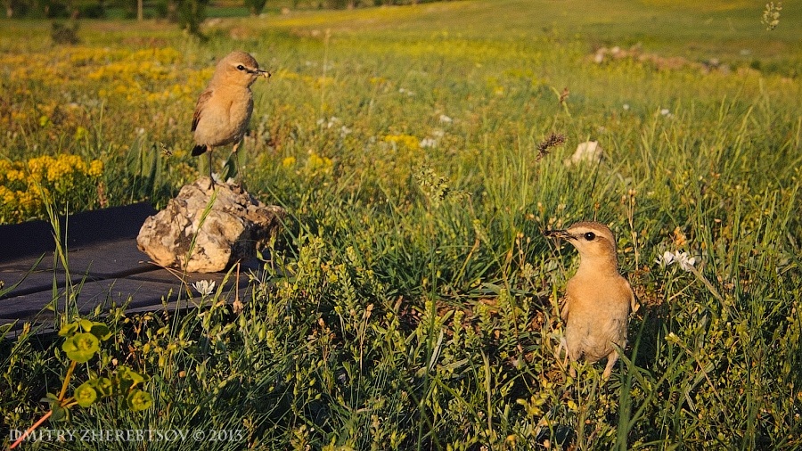 wildlife.crimea.ua