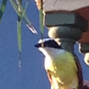 Great Kiskadee