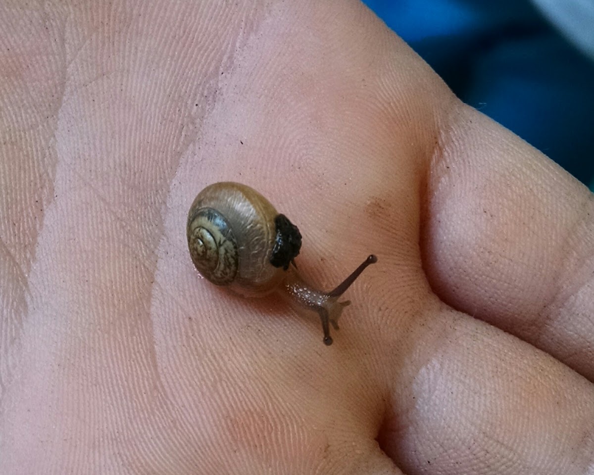 Gray-foot Lancetooth Snail