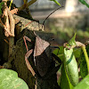 Leaf-Footed Bug