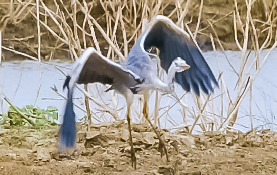 Grey heron, gray heron (taking flight sequence)