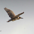 Black-crowned Night Heron