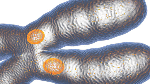 Chromosome Kinetochore 3D