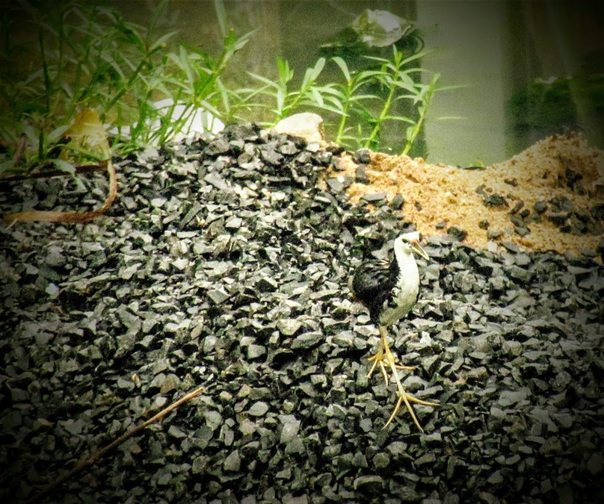 White-breasted Waterhen