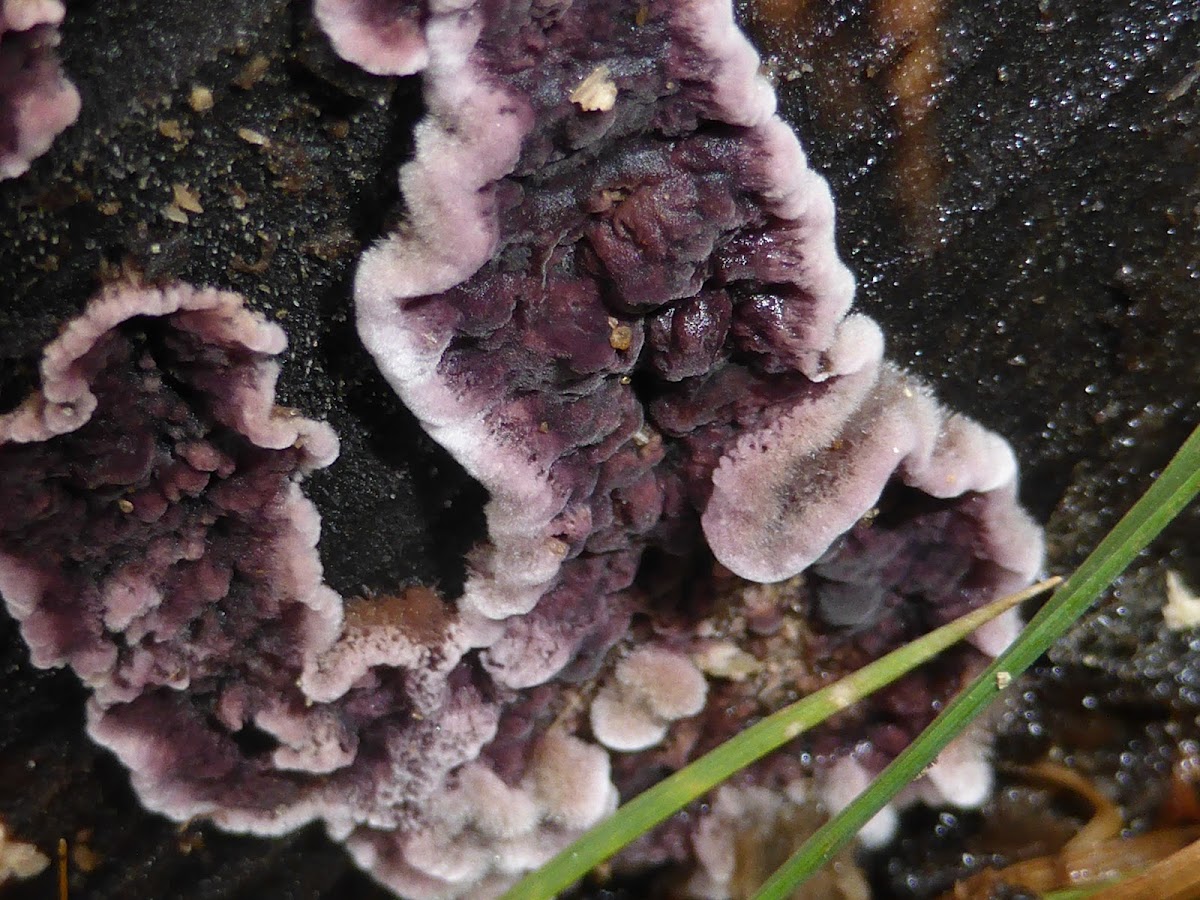 Silverleaf Fungus