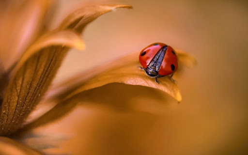 Bright Ladybug Resting on a Flower Petal in screenshot 2