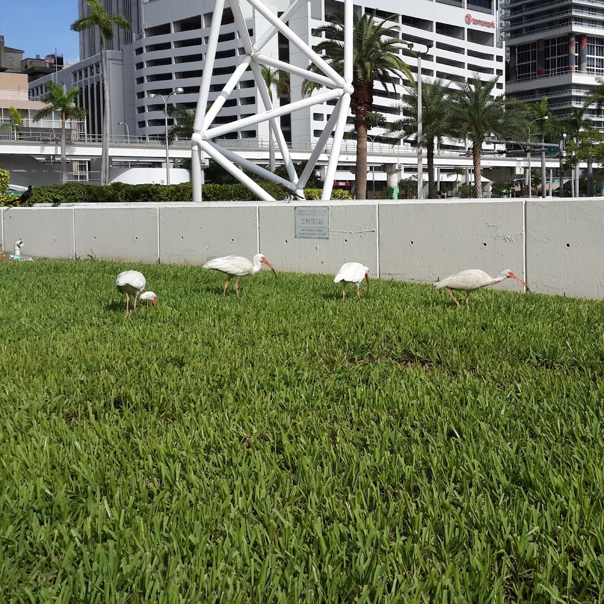 American White Ibis