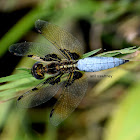 Blue tailed yellow skimmer