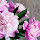 Flowers beautiful scenery HD wallpaper theme