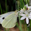 Large White; Mariposa de la col