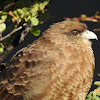 Chimango caracara