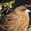 Chimango caracara