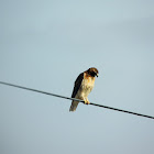 Red-tailed Hawk