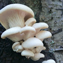 Aspen oyster mushroom