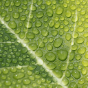 Water drops on leaves