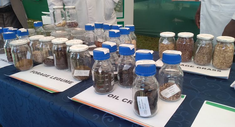 Seed samples stored at the gene bank in Kalro Muguga.