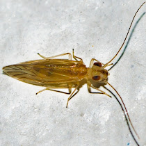 Psocodea (Psocoptera) of the World