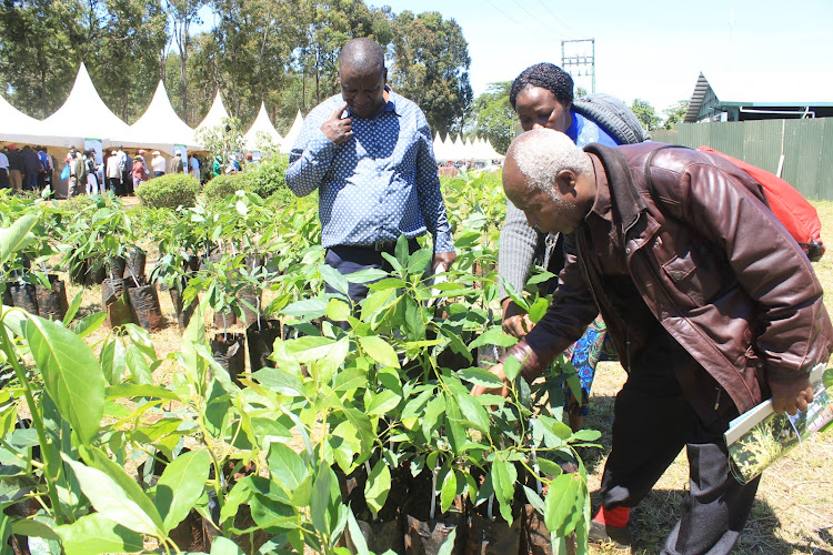 Farmers buying avocado seedlings at Kakuzi company on Friday