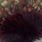 Purple sea urchin