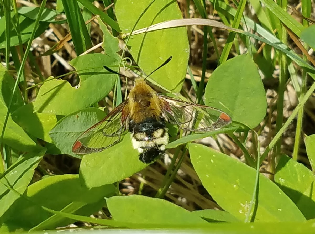 Rocky Mountain clearwing