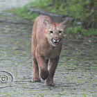 Onça-parda (Puma)