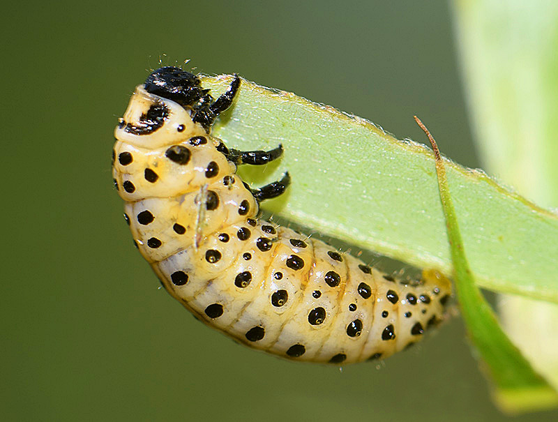 Larvae