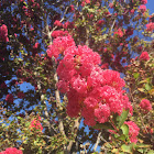 Crape Myrtle