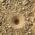 Antlion Larva pits