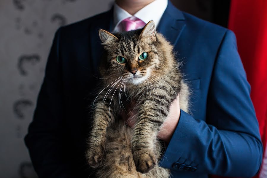 Wedding photographer Ilya Shalafaev (shalafaev). Photo of 18 December 2016