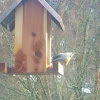 Red-breasted nuthatch