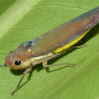 Large leafhopper