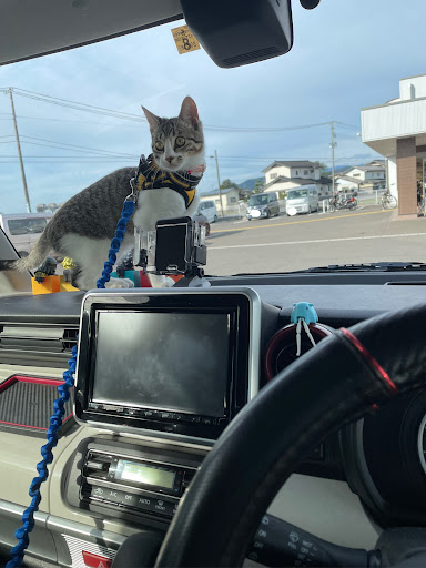 スペーシア Mk53sの猫好き 猫好きな人とも繋がりたい ねこ 通院の付き添い ドライブ に関するカスタム メンテナンスの投稿画像 車のカスタム情報はcartune