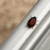 Lady bug