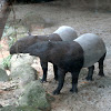 Malayan Tapir