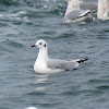 Bonaparte's gull