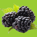 MyBlackBerryPlants.com