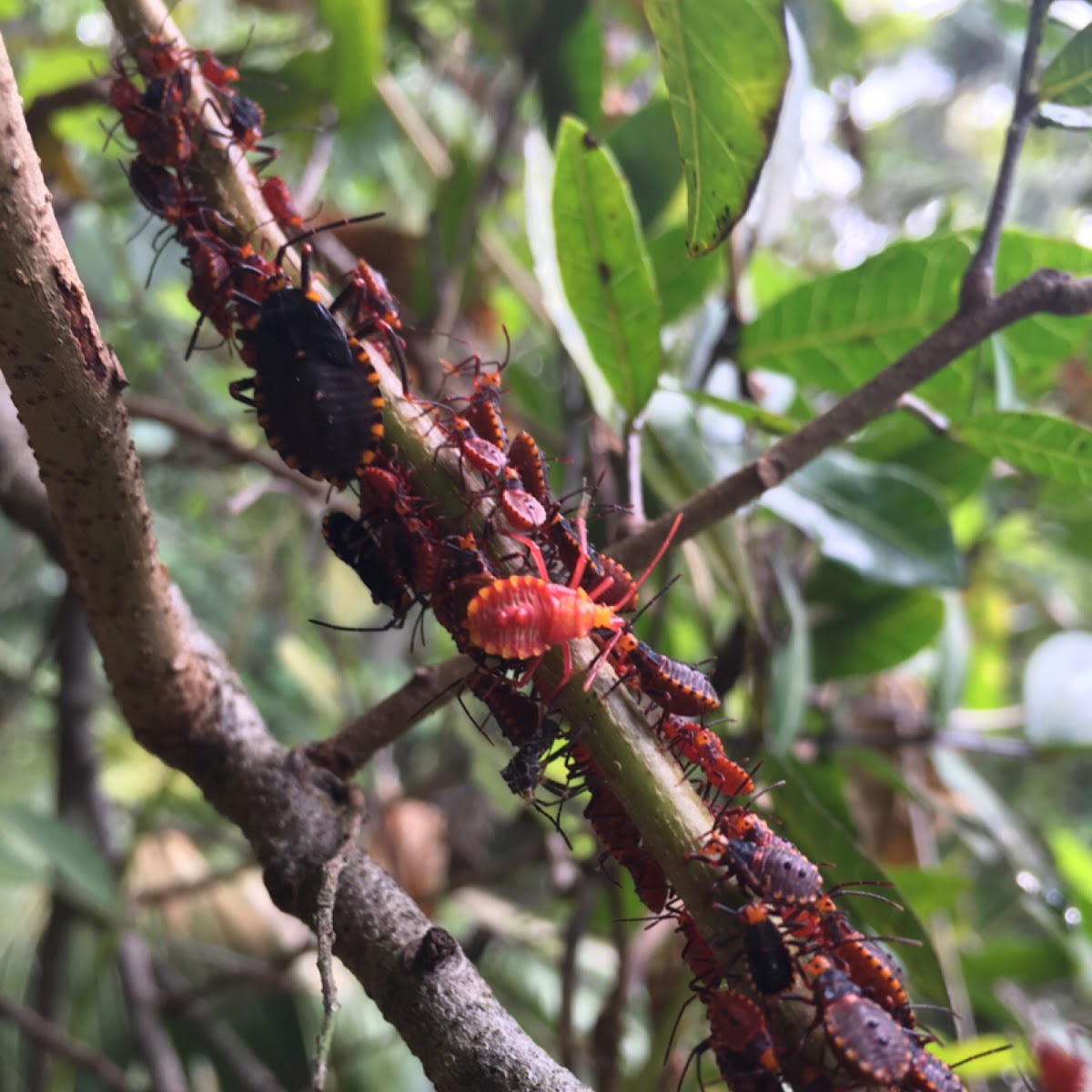 Giant Sweetpotato Bug nymphs