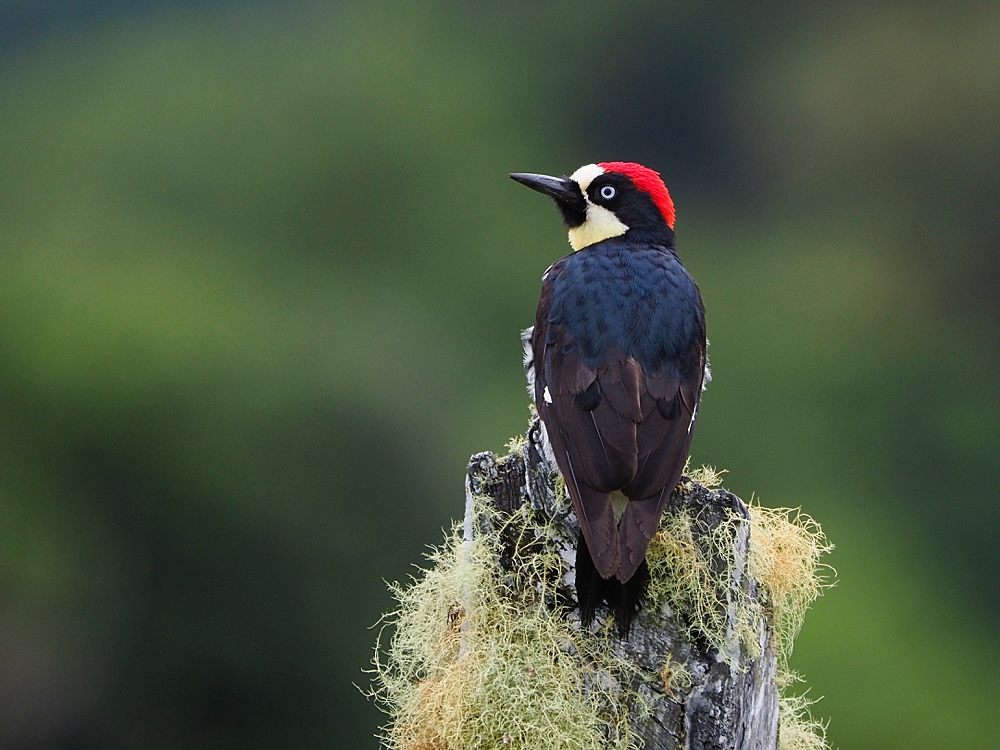 Carpintero bellotero (Acorn woodpecker)