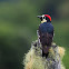 Carpintero bellotero (Acorn woodpecker)