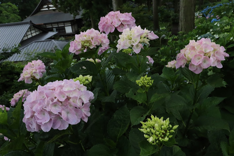 ロードスターの雨上がり・紫陽花・奈良井宿に関するカスタム事例の投稿画像7枚目