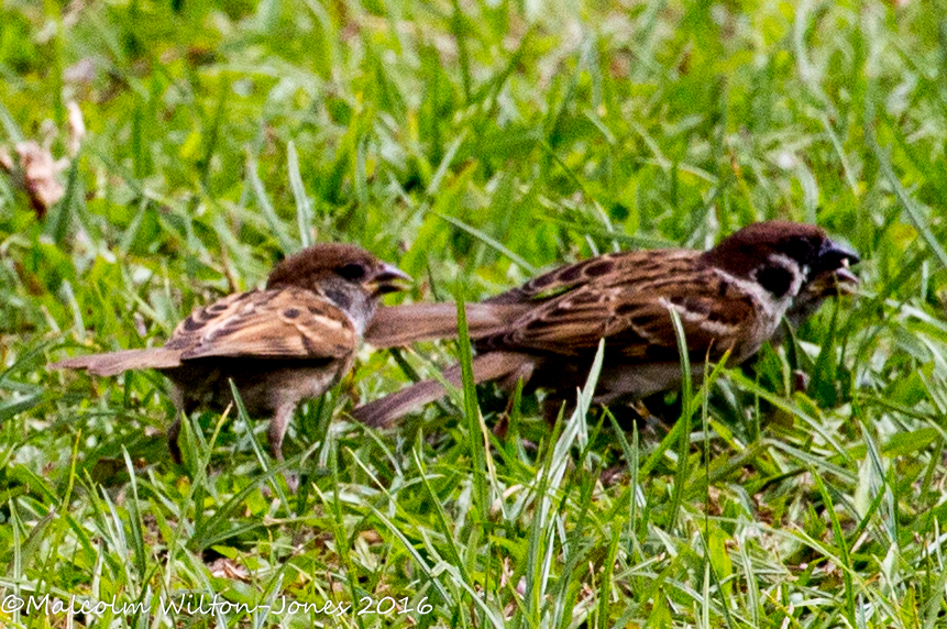 Tree Sparrow