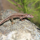 Common Wall Lizard