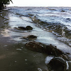 Horseshoe crab