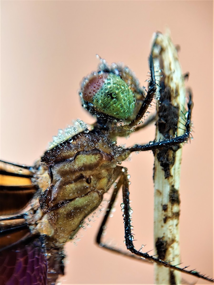 Green Marsh Hawk