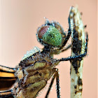 Green Marsh Hawk