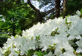 好きなお花