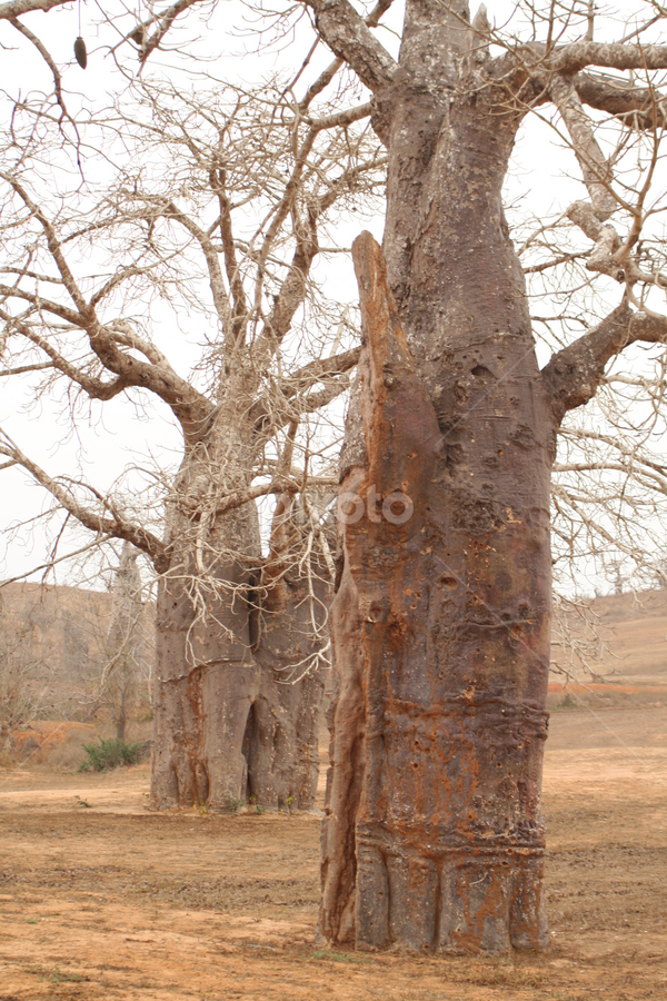 Imbondeiro by Carlos Narciso - Landscapes Forests ( imbondeiro, tree, baobab tree )